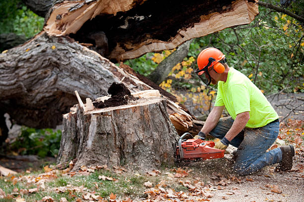 Large Tree Removal in Bull Shoals, AR